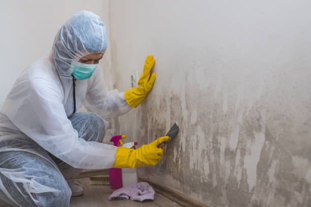 Best Residential Mold Removal  in Brownlee Park, MI