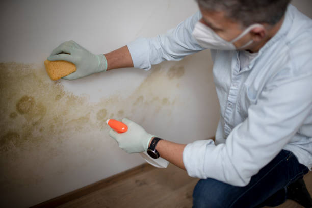 Best Same-Day Mold Removal  in Brownlee Park, MI