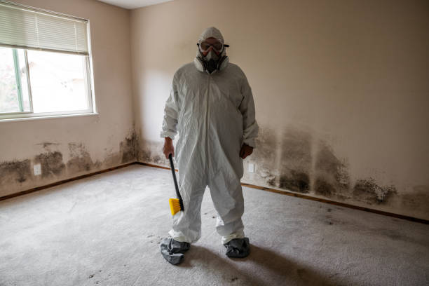 Best Local Mold Removal Service  in Brownlee Park, MI